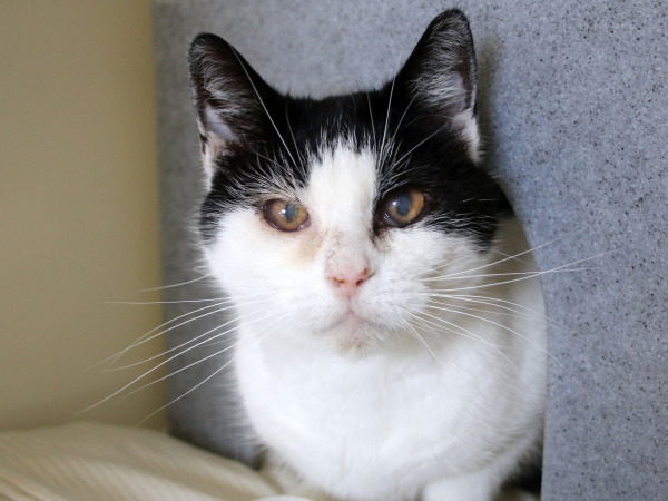 Abi's test challenge event