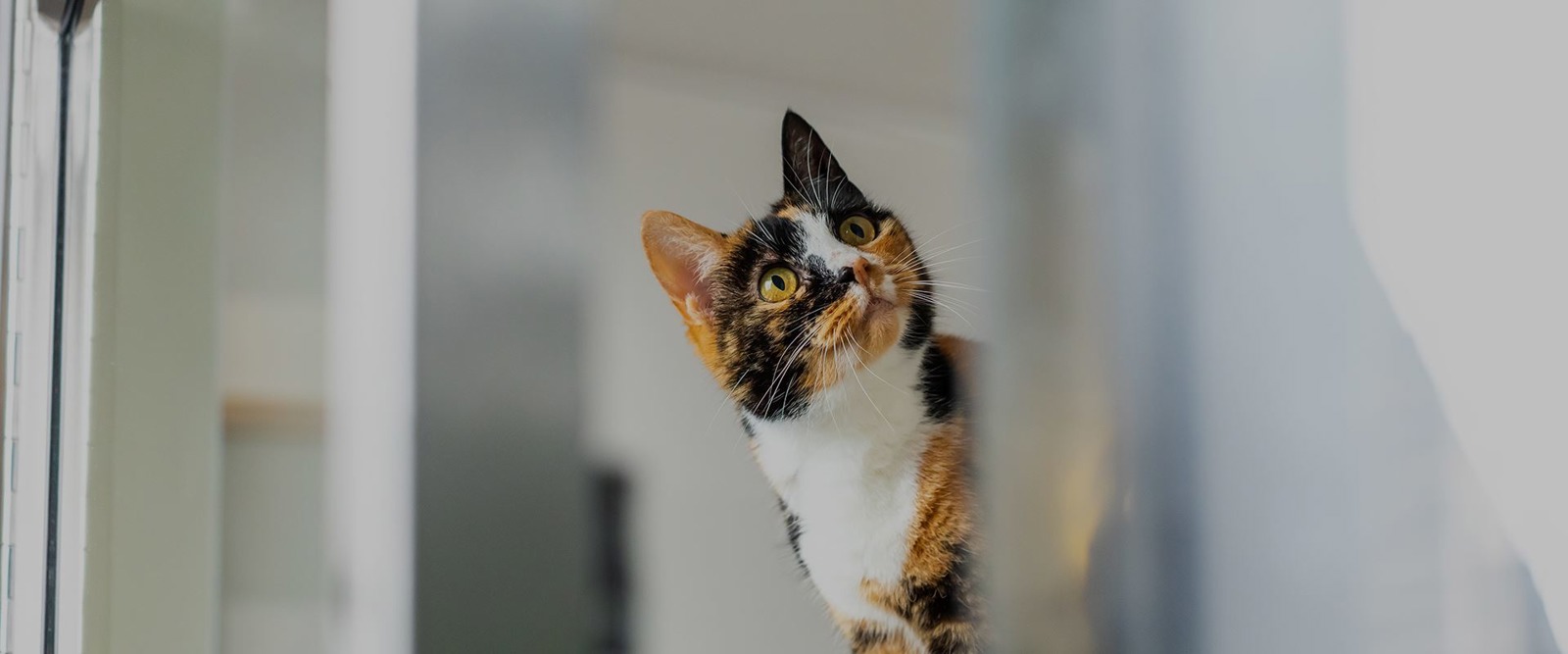 Cats Protection Surrey Cat Centre