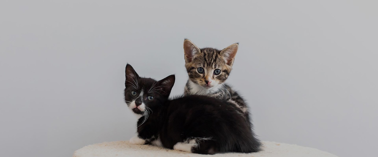Cats Protection Breckland Branch